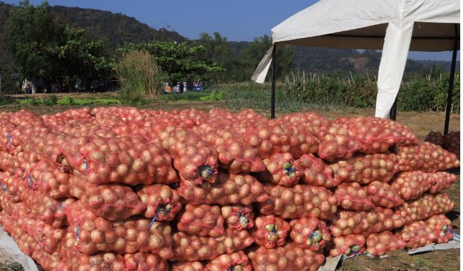 Producción de cebolla