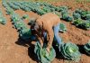 Destacan rol del Crédito Agrícola de Habilitación en el fortalecimiento de la agricultura familiar campesina
