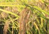 UNA prepara investigación científica para combatir enfermedad causada por hongo en las plantaciones de trigo