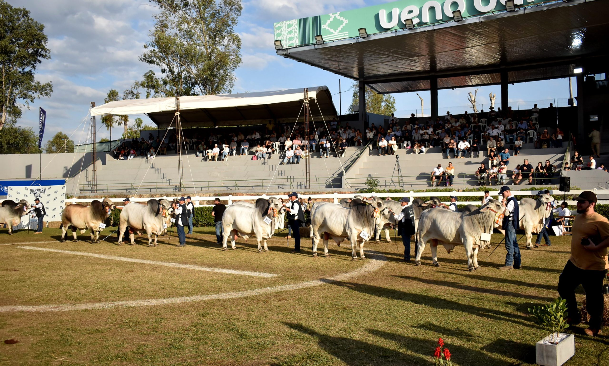 Expo: Completaron juzgamientos de animales de razas Brahman, Brangus, Texel, Dorper y White
