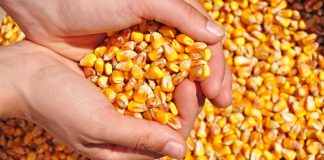 Crecimiento del consumo interno de maíz es uno de los principales impulsores de esta cadena productiva