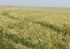 Calor y humedad elevan el riesgo de enfermedades en el trigo y generan preocupación entre los productores