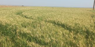 Calor y humedad elevan el riesgo de enfermedades en el trigo y generan preocupación entre los productores
