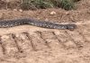 Documentan fauna protegida del Chaco paraguayo