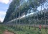 Expo Madera 2026 reunirá a representantes de 15 países impulsados por el crecimiento forestal