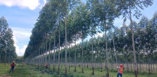 Expo Madera 2026 reunirá a representantes de 15 países impulsados por el crecimiento forestal